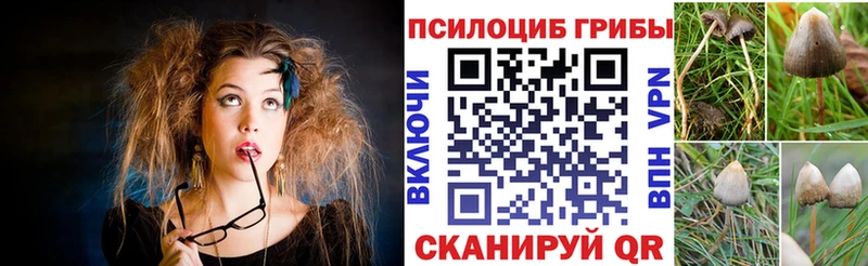 где найти   Черкесск  Псилоцибиновые грибы Cubensis 